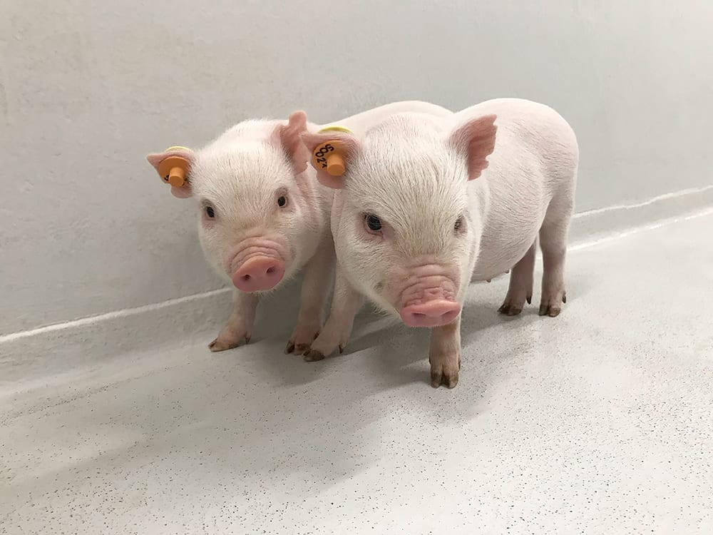 Two Göttingen minipigs